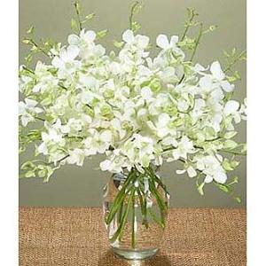 Abundant Orchid Blooms Bqt