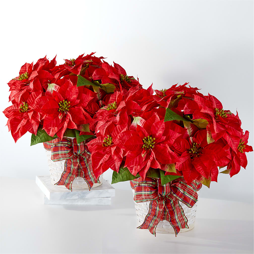 Happiest Holidays Poinsettia Bundle – WALTON FLORIST & GIFTS, Walton KY