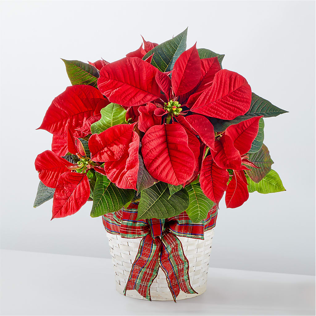 Happiest Holidays Poinsettia – WALTON FLORIST & GIFTS, Walton KY