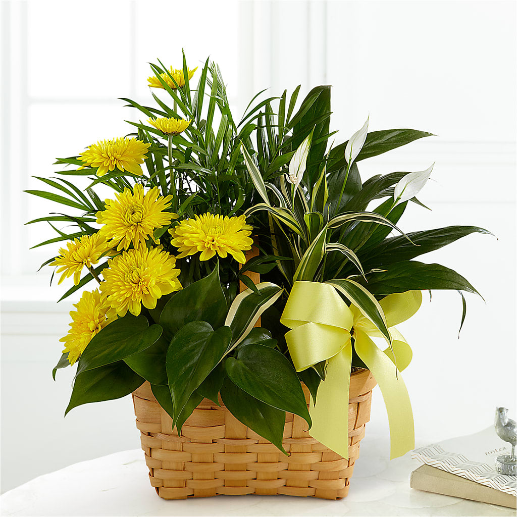 Loving Light Dishgarden – WALTON FLORIST & GIFTS, Walton KY
