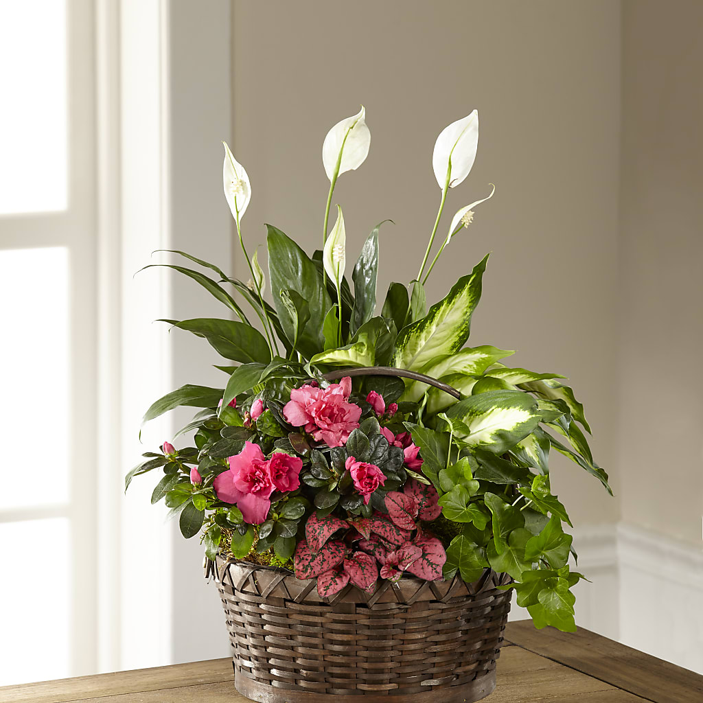 Dream in Pink Dishgarden – WALTON FLORIST & GIFTS, Walton KY