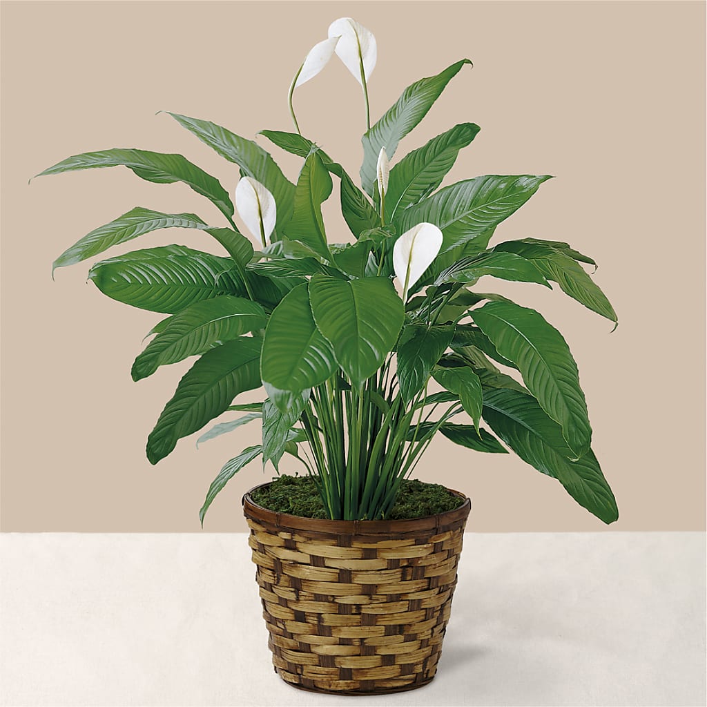 Tranquil Moments Peace Lily Plant – WALTON FLORIST & GIFTS, Walton KY