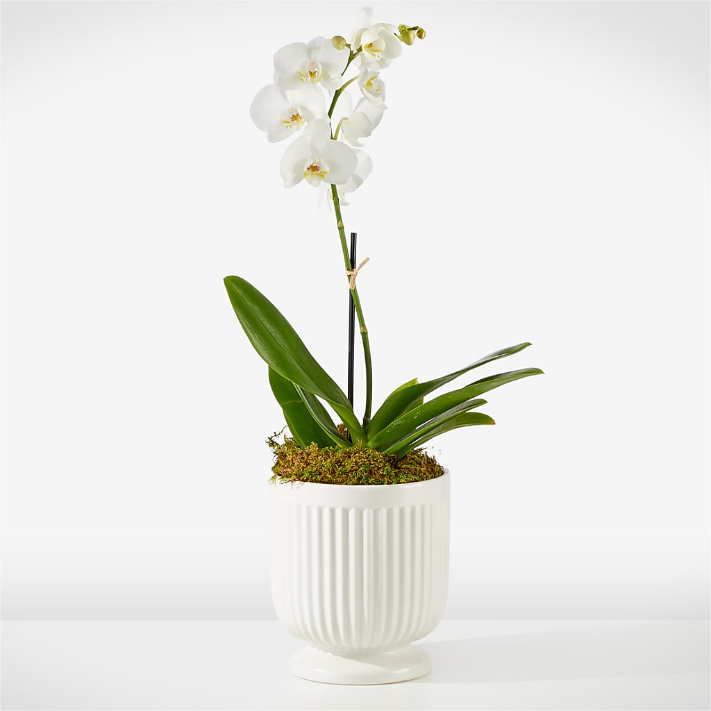 Whispering White Orchid – WALTON FLORIST & GIFTS, Walton KY