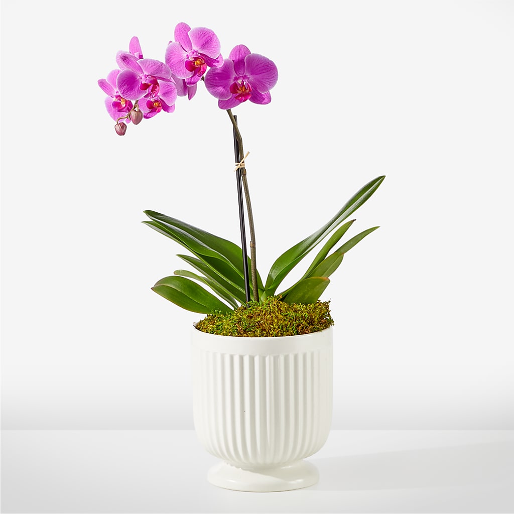 Friendly Fuchsia Orchid – WALTON FLORIST & GIFTS, Walton KY