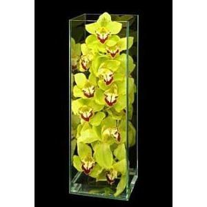 Orchids In Glass