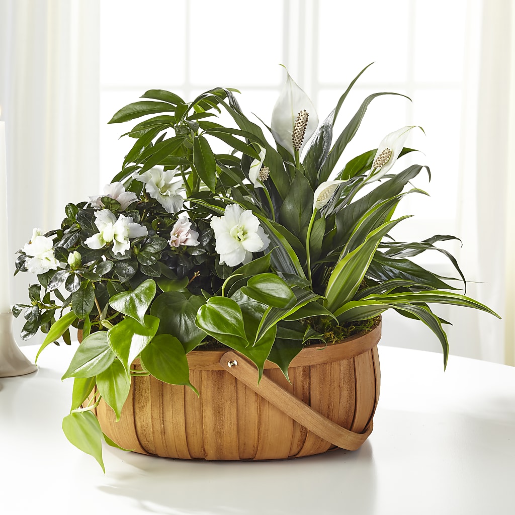 Serene Dishgarden – WALTON FLORIST & GIFTS, Walton KY