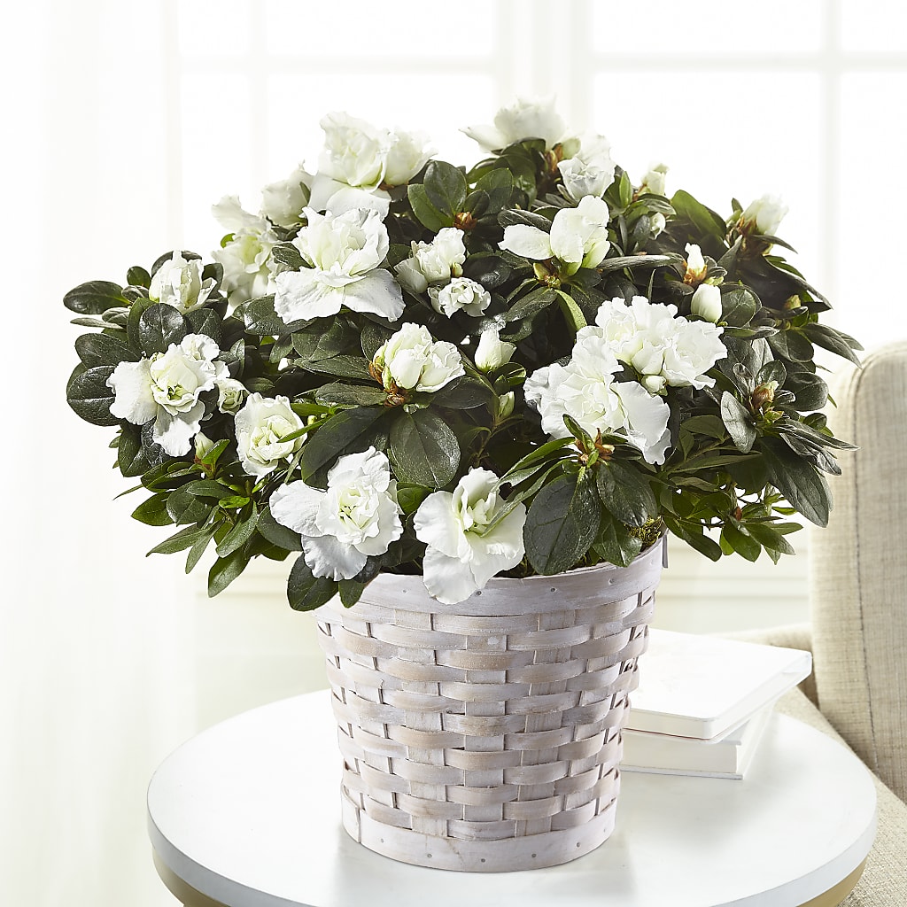 White Azalea Plant – WALTON FLORIST & GIFTS, Walton KY