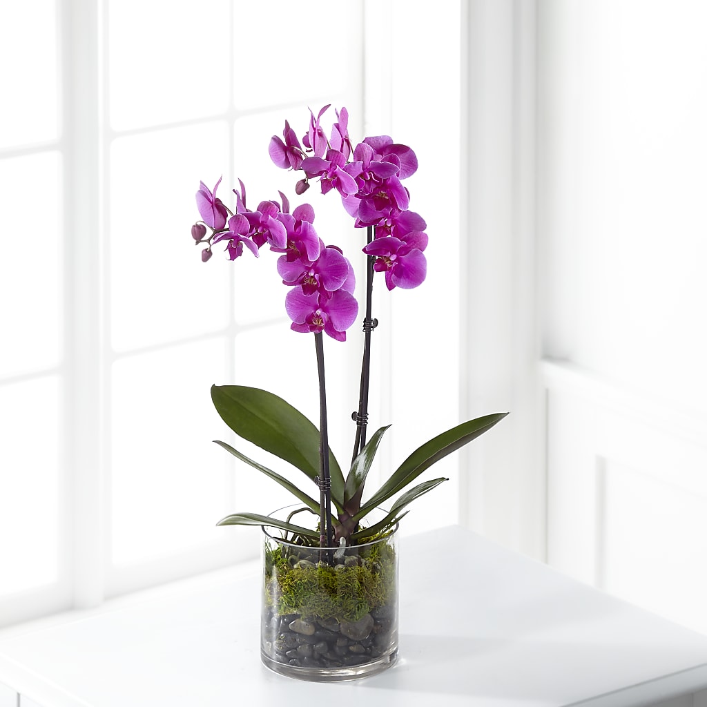 Pink Orchid Plant – WALTON FLORIST & GIFTS, Walton KY