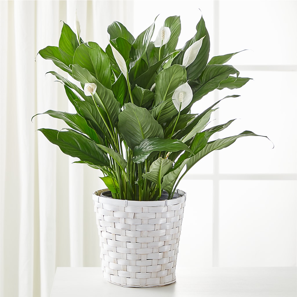 A New Leaf Peace Lily – WALTON FLORIST & GIFTS, Walton KY