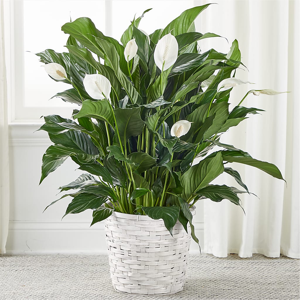 A New Leaf Peace Lily – WALTON FLORIST & GIFTS, Walton KY