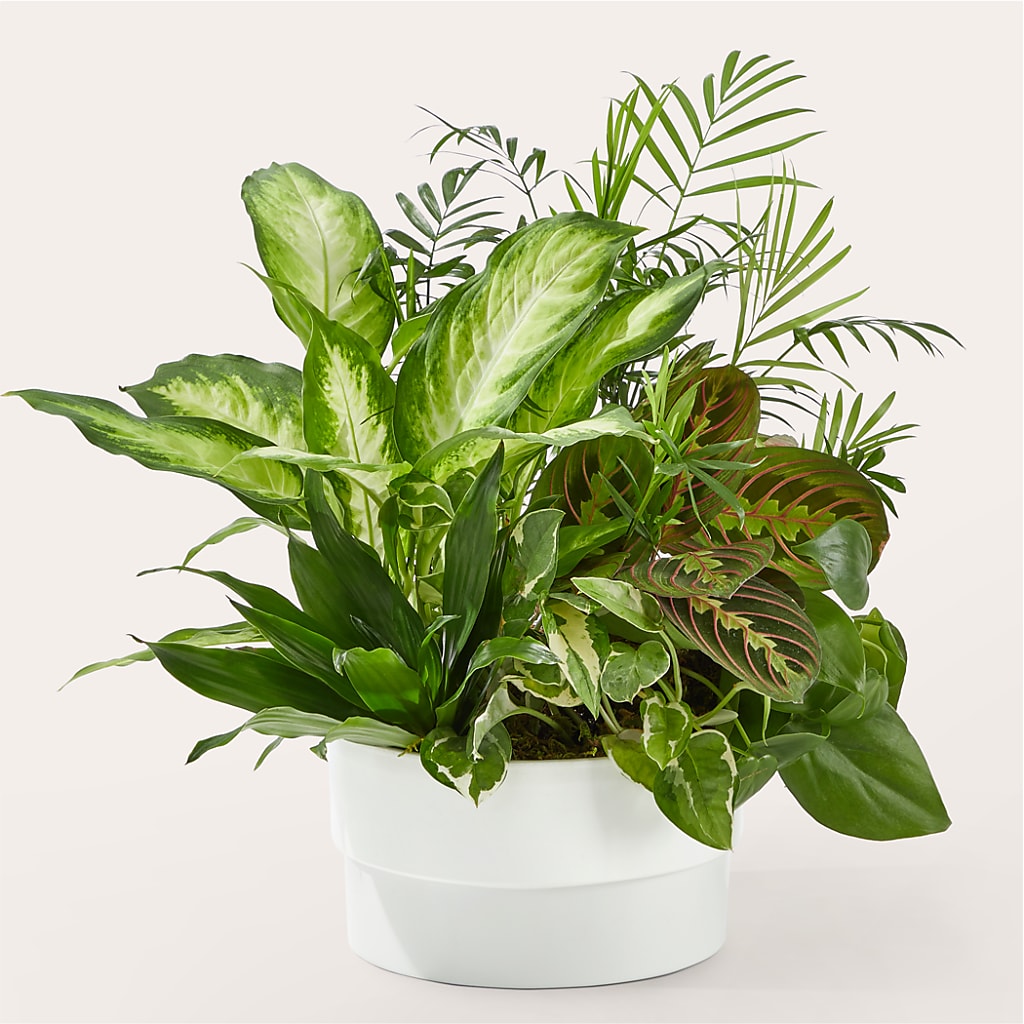 Radiating Positivity Dishgarden – WALTON FLORIST & GIFTS, Walton KY