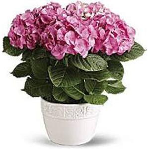 Blooming Hydrangea planter – WALTON FLORIST & GIFTS, Walton KY
