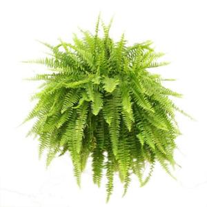 288 – WALTON FLORIST & GIFTS, Walton KY