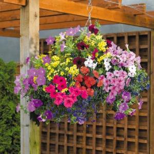 289 – WALTON FLORIST & GIFTS, Walton KY