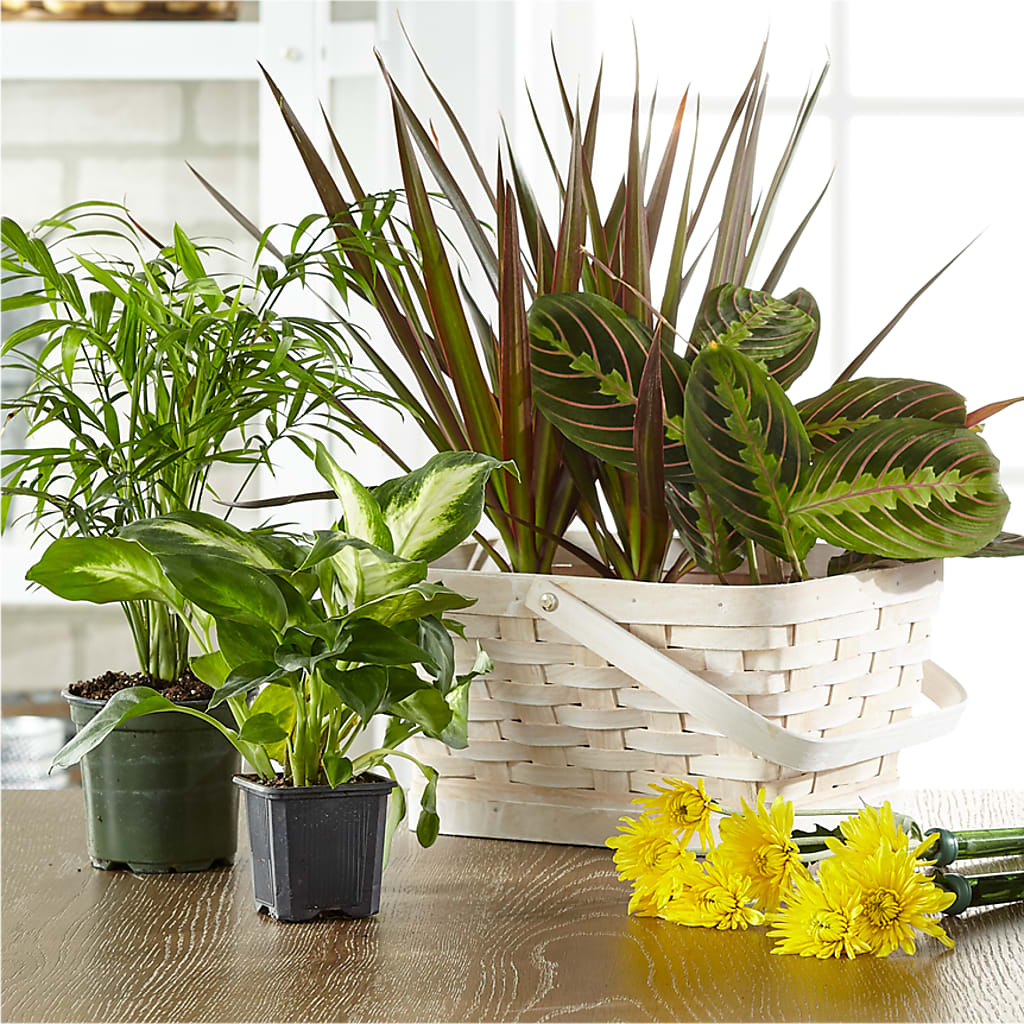 Florist Designed Blooming and Green Plants in a Basket – WALTON FLORIST & GIFTS, Walton KY