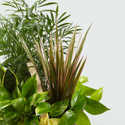 French Garden – WALTON FLORIST & GIFTS, Walton KY