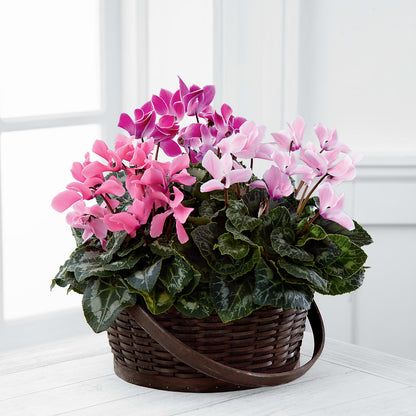 Mixed Cyclamen Planter – WALTON FLORIST & GIFTS, Walton KY