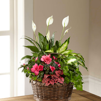 Dream in Pink Dishgarden – WALTON FLORIST & GIFTS, Walton KY