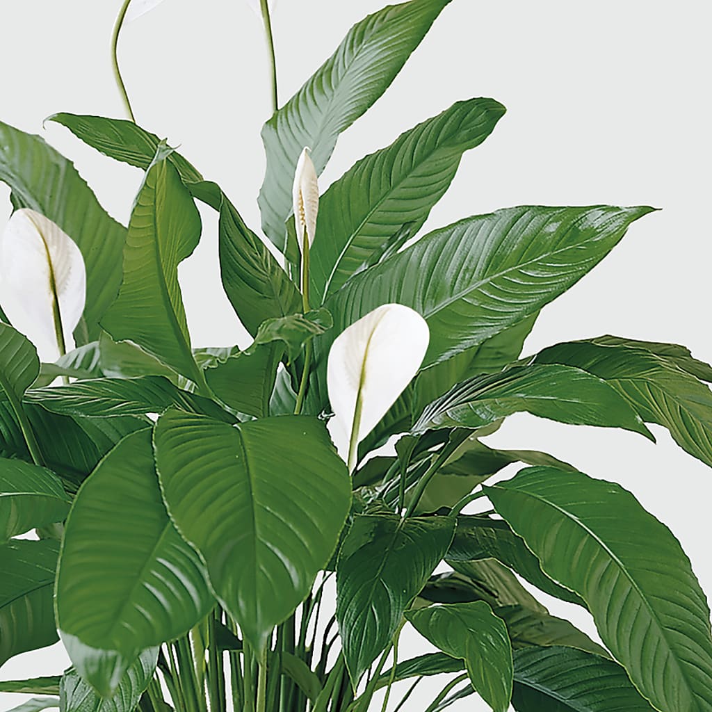 Tranquil Moments Peace Lily Plant – WALTON FLORIST & GIFTS, Walton KY