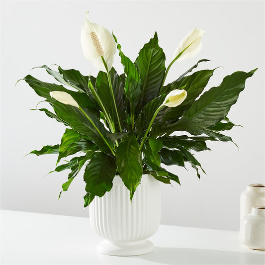 Comfort Planter – WALTON FLORIST & GIFTS, Walton KY
