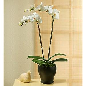 Double Stem Orchid – WALTON FLORIST & GIFTS, Walton KY