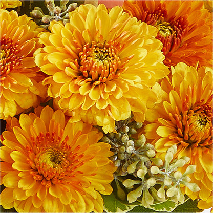 Peachy Pumpkin – WALTON FLORIST & GIFTS, Walton KY