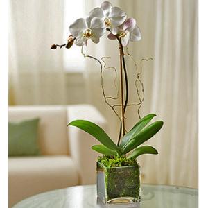 Orchid In Cube – WALTON FLORIST & GIFTS, Walton KY