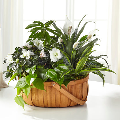 Serene Dishgarden – WALTON FLORIST & GIFTS, Walton KY