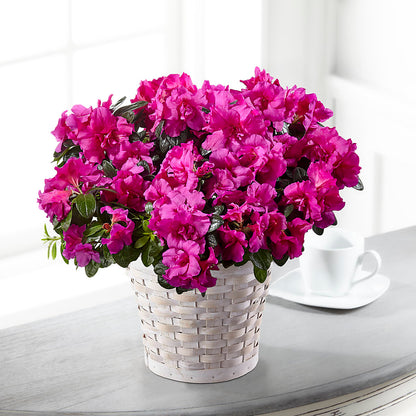 Hope & Serenity Azalea Plant – WALTON FLORIST & GIFTS, Walton KY