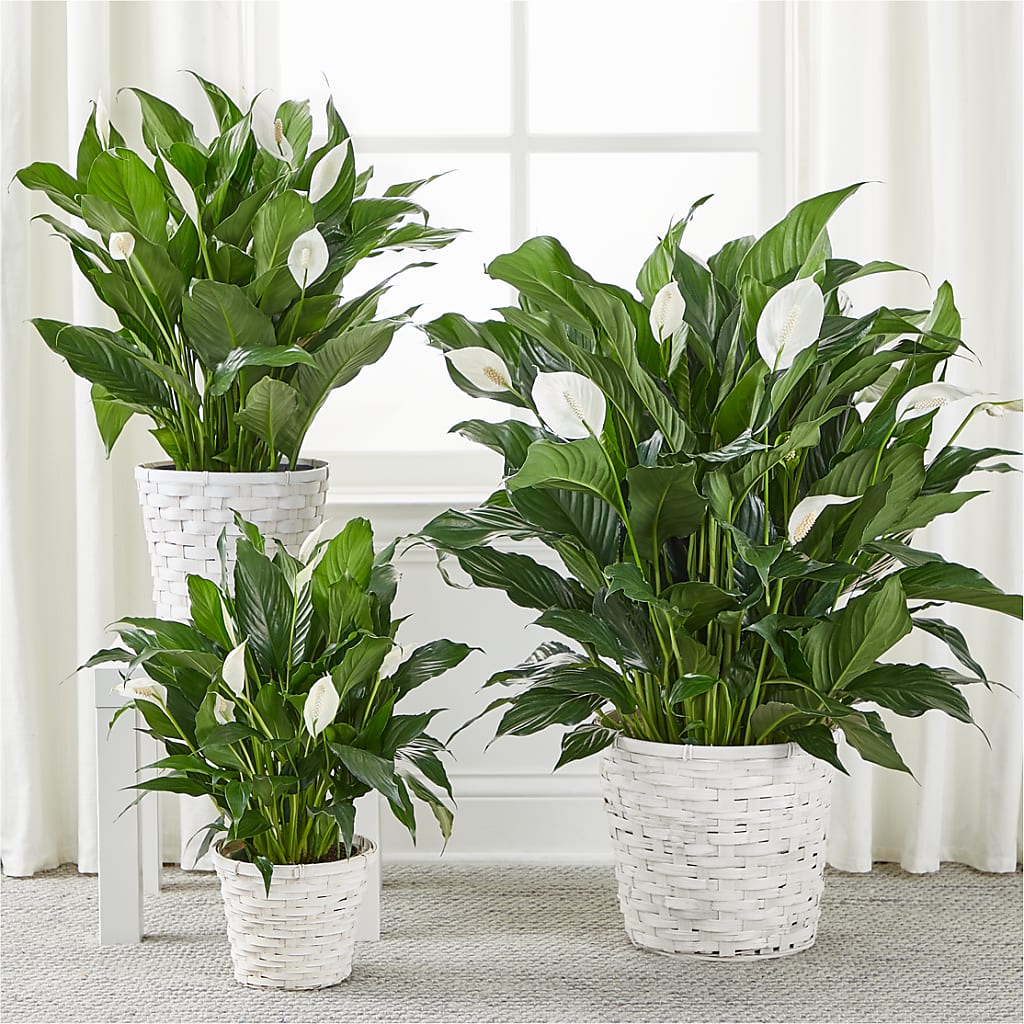 A New Leaf Peace Lily – WALTON FLORIST & GIFTS, Walton KY