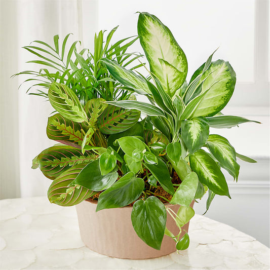 Balance & Harmony Dishgarden – WALTON FLORIST & GIFTS, Walton KY
