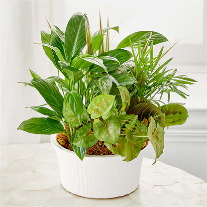 Balance & Harmony Dishgarden – WALTON FLORIST & GIFTS, Walton KY
