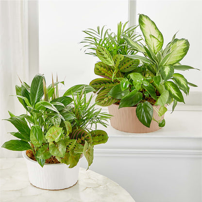 Balance & Harmony Dishgarden – WALTON FLORIST & GIFTS, Walton KY