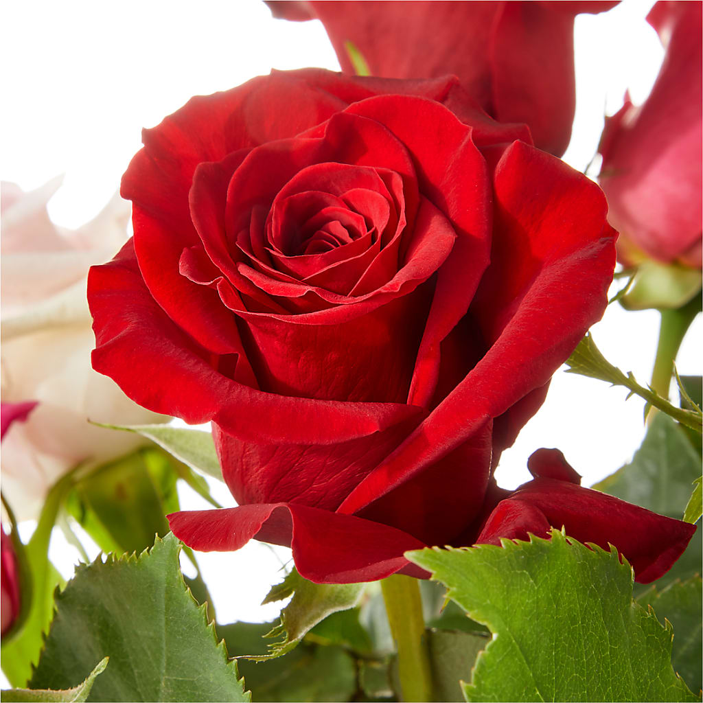 Love Notes Rose Bouquet – WALTON FLORIST & GIFTS, Walton KY