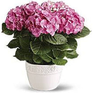 Blooming Hydrangea planter